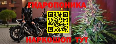 apvp Ачхой-Мартан